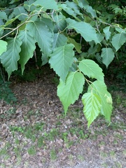 Betula × caerulea