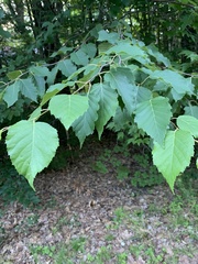 Betula × caerulea