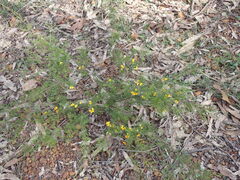 Dillwynia tenuifolia