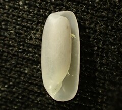 Cylichna thetidis