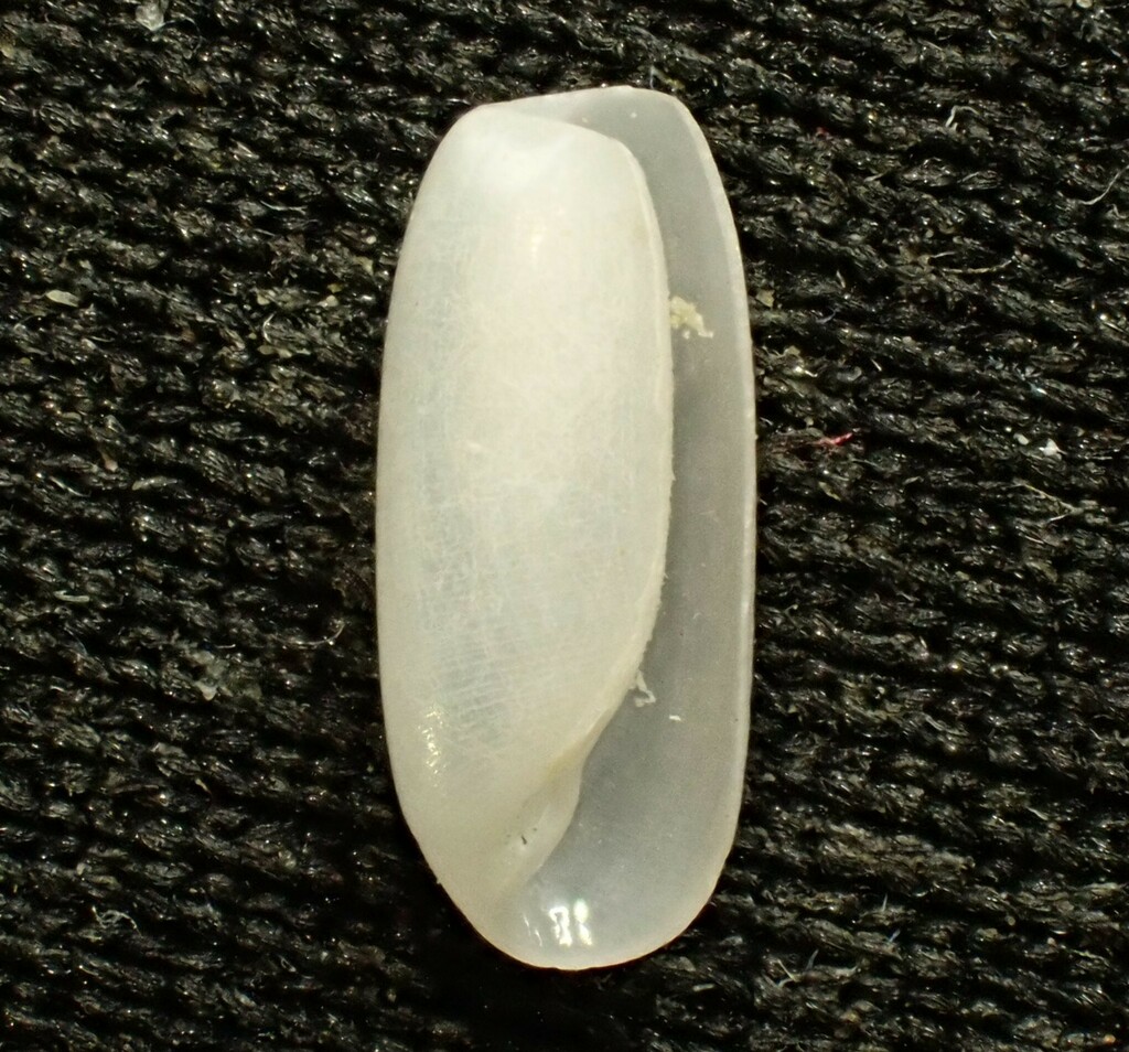 Cylichna thetidis