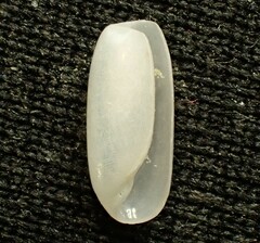 Cylichna thetidis