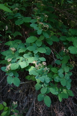 Spiraea chamaedryfolia