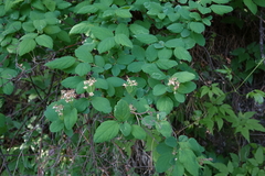 Spiraea chamaedryfolia