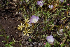 Clarkia arcuata