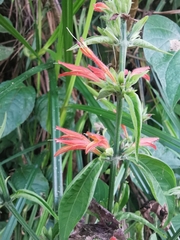 Dicliptera squarrosa
