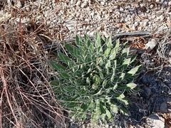 Agave parviflora