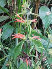 Dicliptera squarrosa