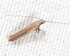 Caloptilia hypericella