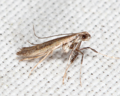 Caloptilia hypericella