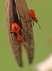 Oncopeltus fasciatus