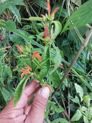 Dicliptera squarrosa