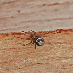 Steatoda nobilis