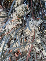 Eucalyptus spathulata spathulata