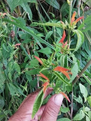 Dicliptera squarrosa