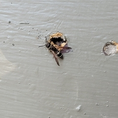 Ancistrocerus albolacteus