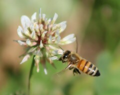 Apis mellifera