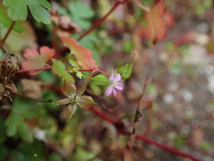Geranium lucidum