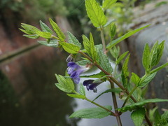 Scutellaria galericulata