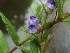 Scutellaria galericulata