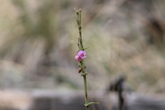 Penstemon palmeri