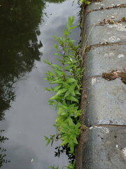 Scutellaria galericulata