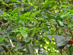 Agomadaranus pardaloides