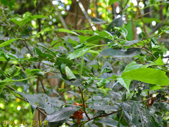 Agomadaranus pardaloides