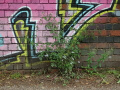 Chaerophyllum temulum