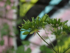 Chaerophyllum temulum