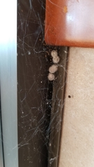 Parasteatoda tepidariorum