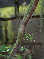 Chaerophyllum temulum