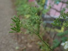 Chaerophyllum temulum