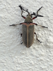 Polytomus marginatus