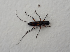 Thoracibidion flavopictum