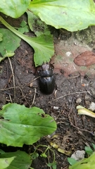 Lucanus placidus