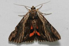 Catocala ultronia