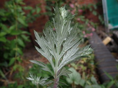 Artemisia vulgaris