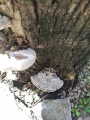 Fomes fomentarius