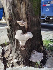Fomes fomentarius