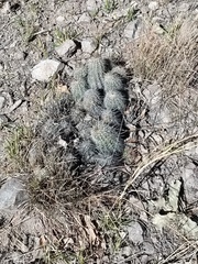 Echinocereus stolonifer tayopensis
