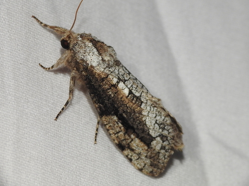 Zeuzera masoni