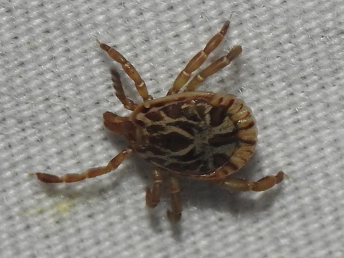 Cayenne Tick photo 5