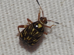 Taedia virgulata