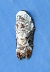 Acleris nivisellana
