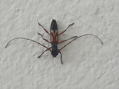 Compsibidion graphicum