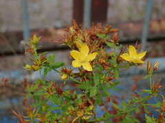Hypericum perforatum
