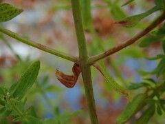 Hypericum perforatum