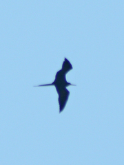 Fregata magnificens