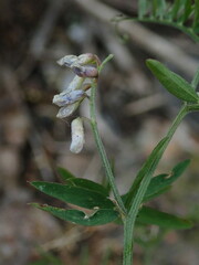 Vicia cracca